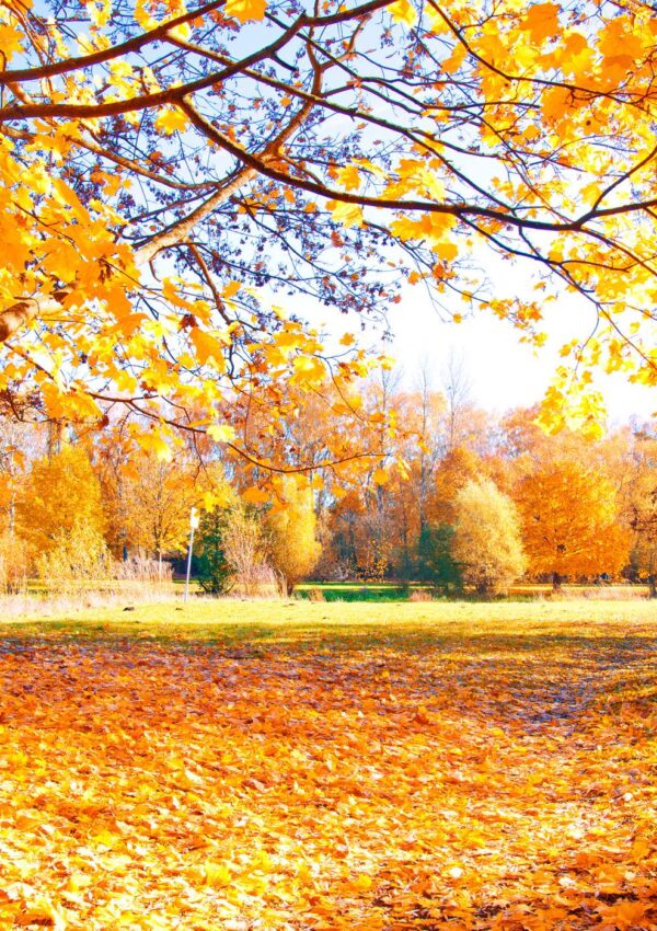 things to do in autumn blog banner