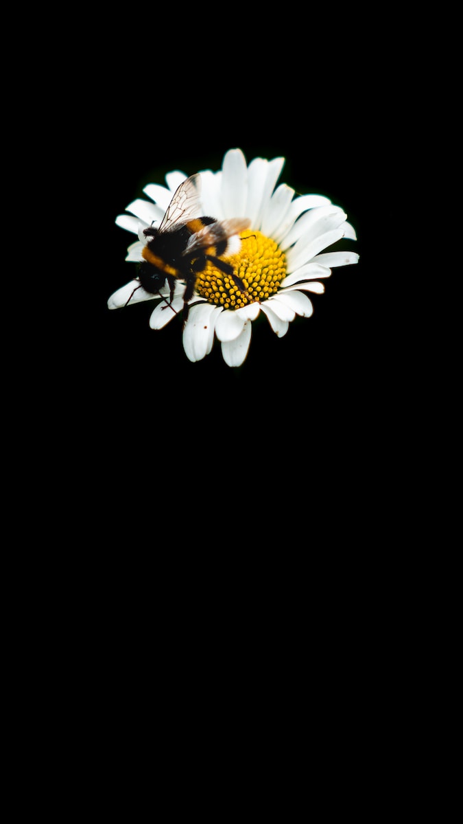black and yellow butterfly perched on white daisy flower