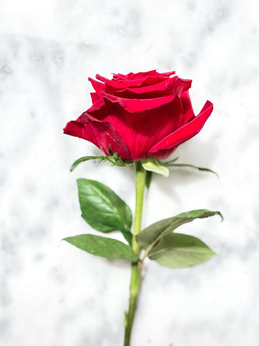Red Rose on Marble Surface