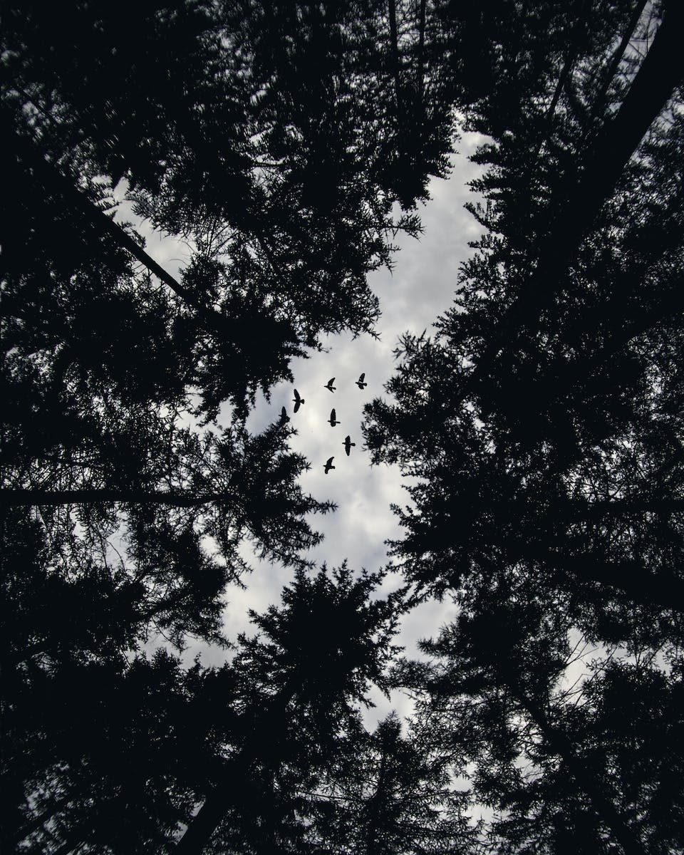 Low Angle Photo of Trees and Flying Birds