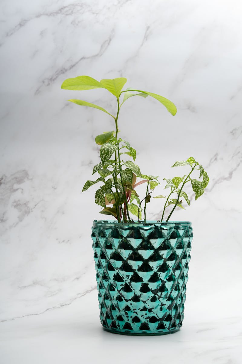 Green Plants in Glass Vase