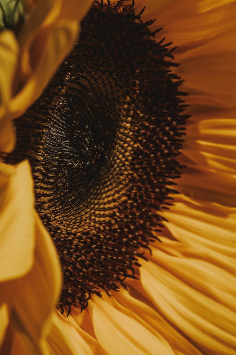 Macro Photography of Yellow Sunflower