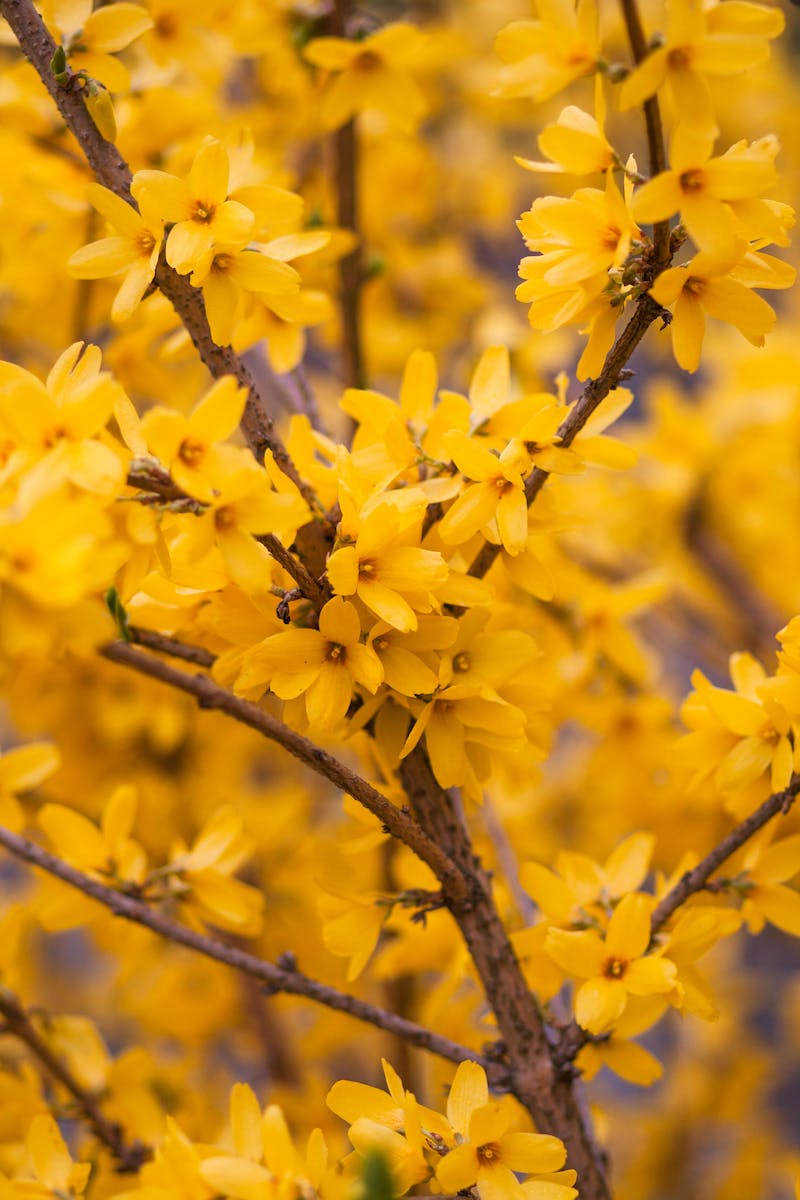 Macro Photography of Yellow Flowering Tree