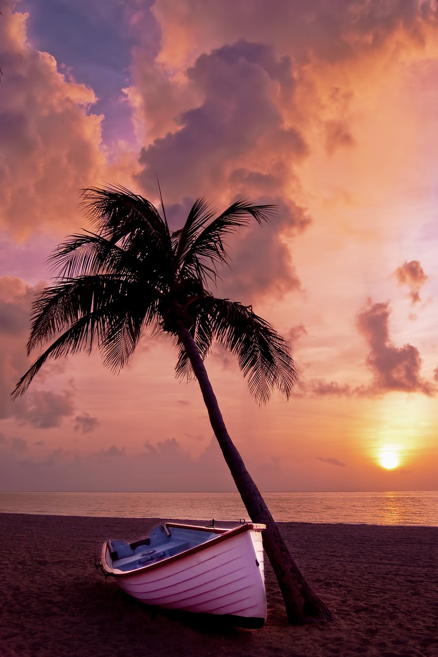 boat, coast, palm tree