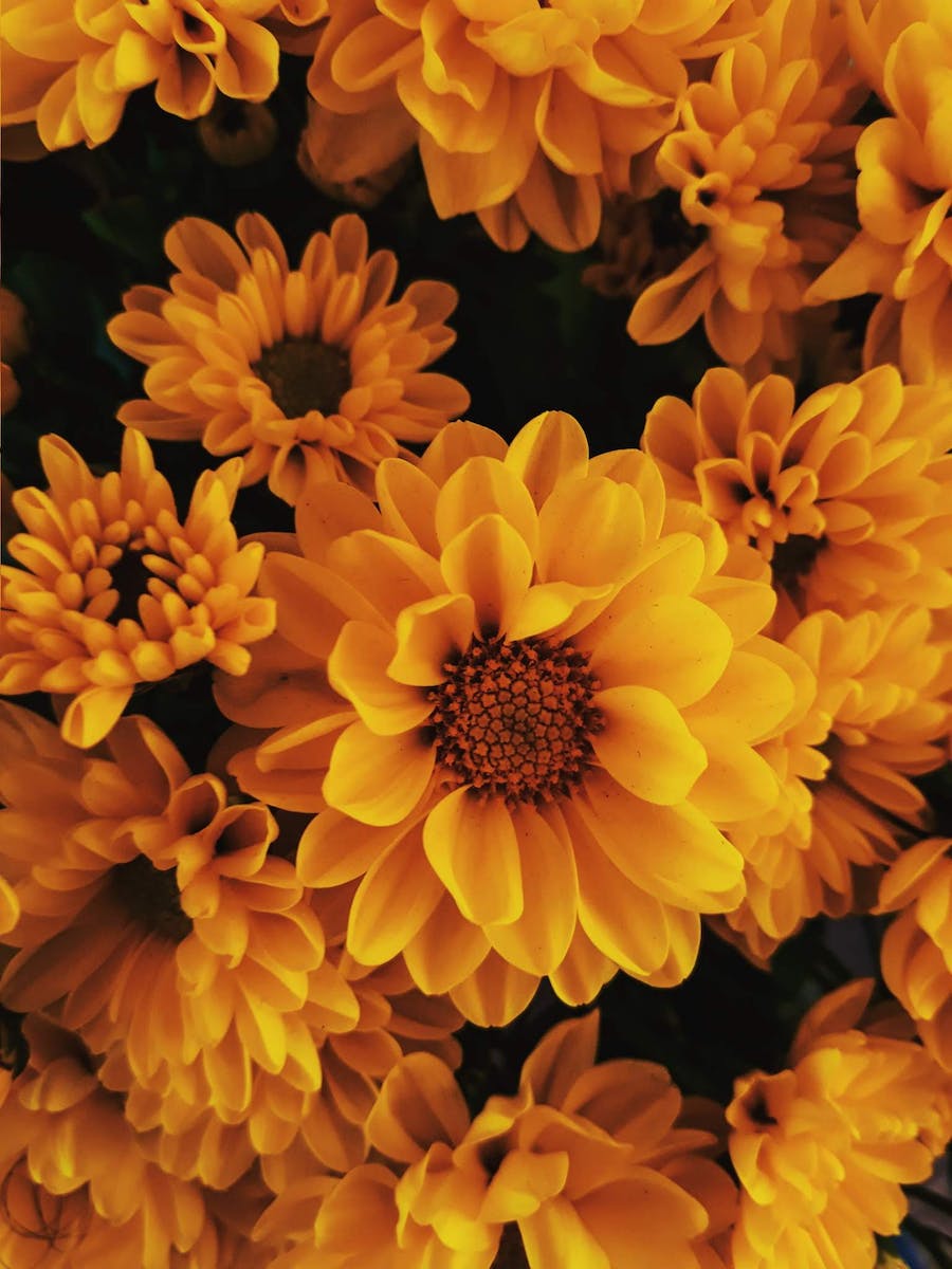 Yellow-petaled Flowers