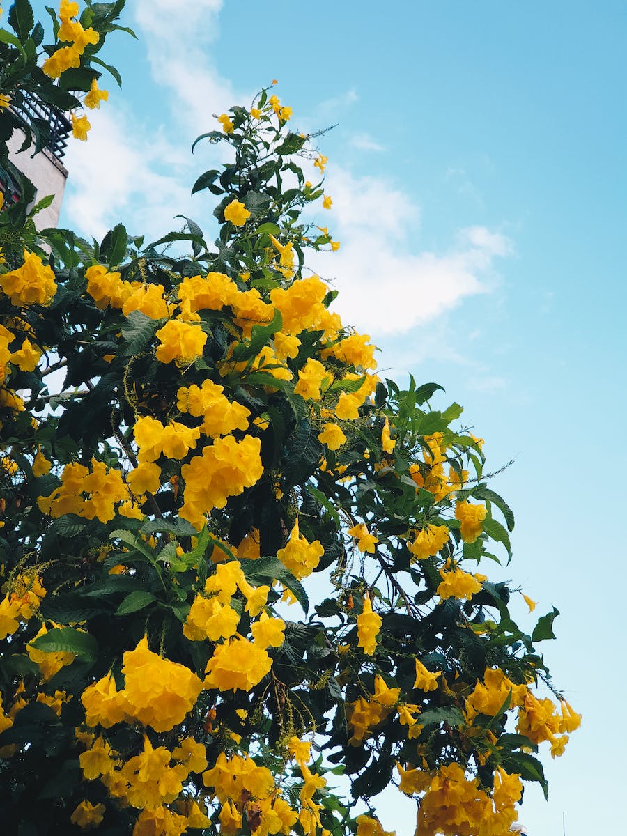 Yellow Flowering Tree
