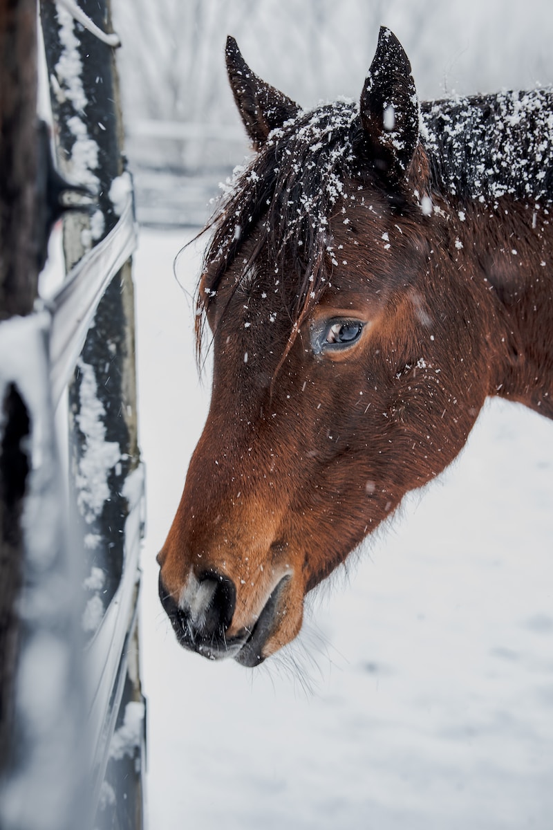 a brown horse standing next to a fence covered in snow