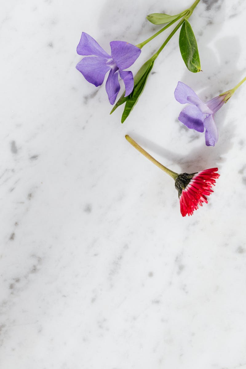 Top view composition of fresh red Aster and purple Ramonda flowers placed on white marble surface