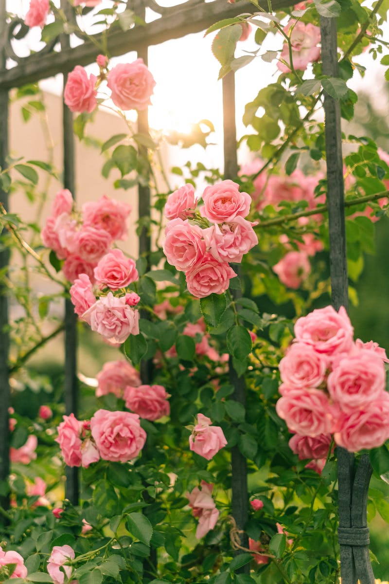 Elegant Roses in Bloom