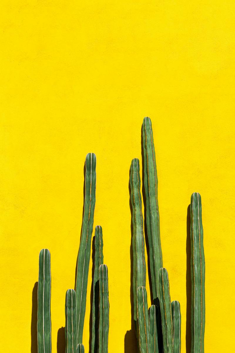 Long green cactuses with prickly thorns growing on bright yellow background in sunlight in daytime in street in summer outside