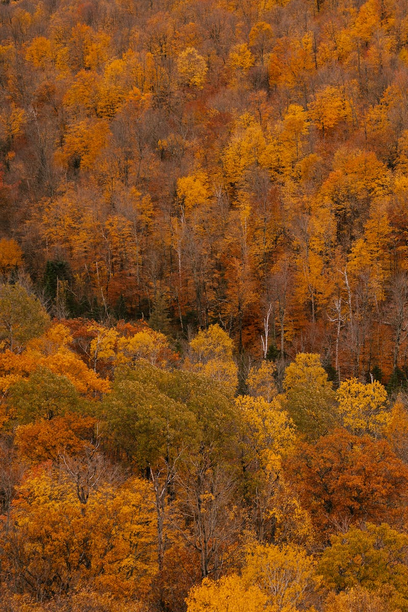 View of beautiful fall forest
