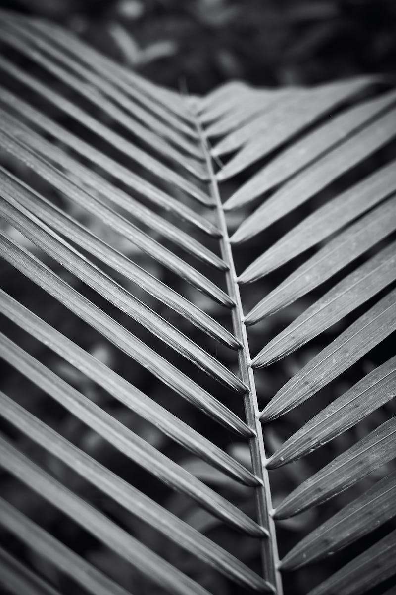 Grayscale Photo of a Palm Leaf