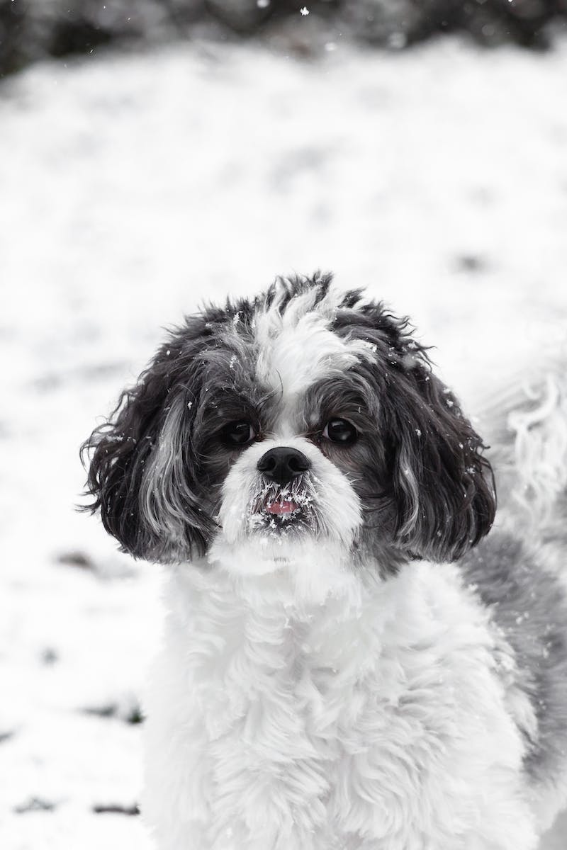 Black and White Maltese Shih Tzu Dog with Snow on Mouth