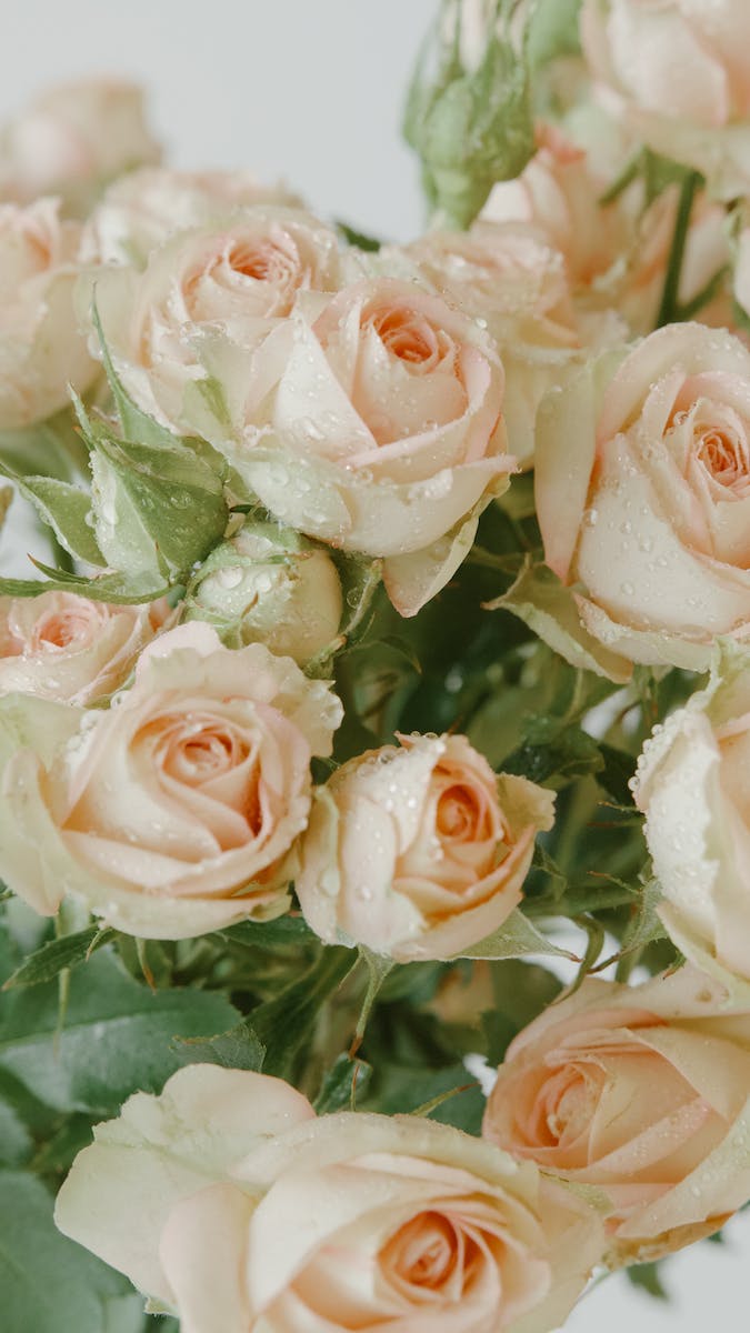 Close-Up Shot of Blooming Roses