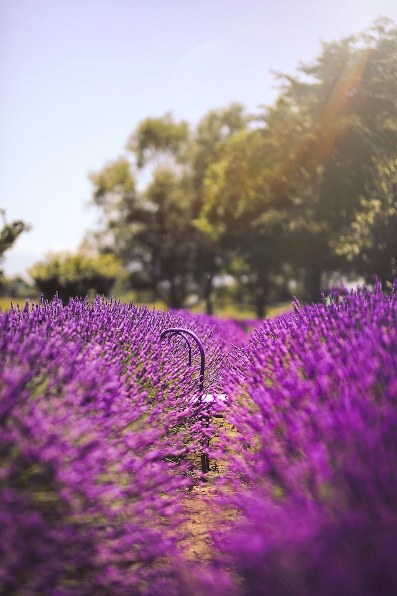purple lavender flower field during daytime