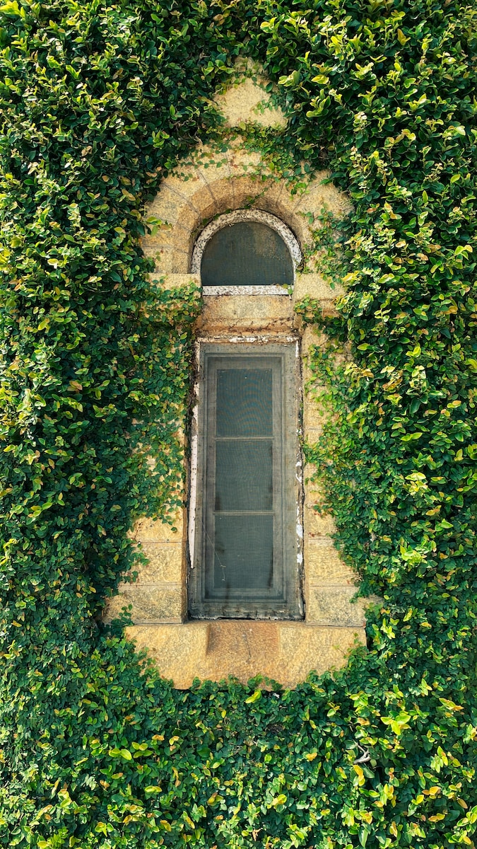 a window in the middle of a wall covered in ivy