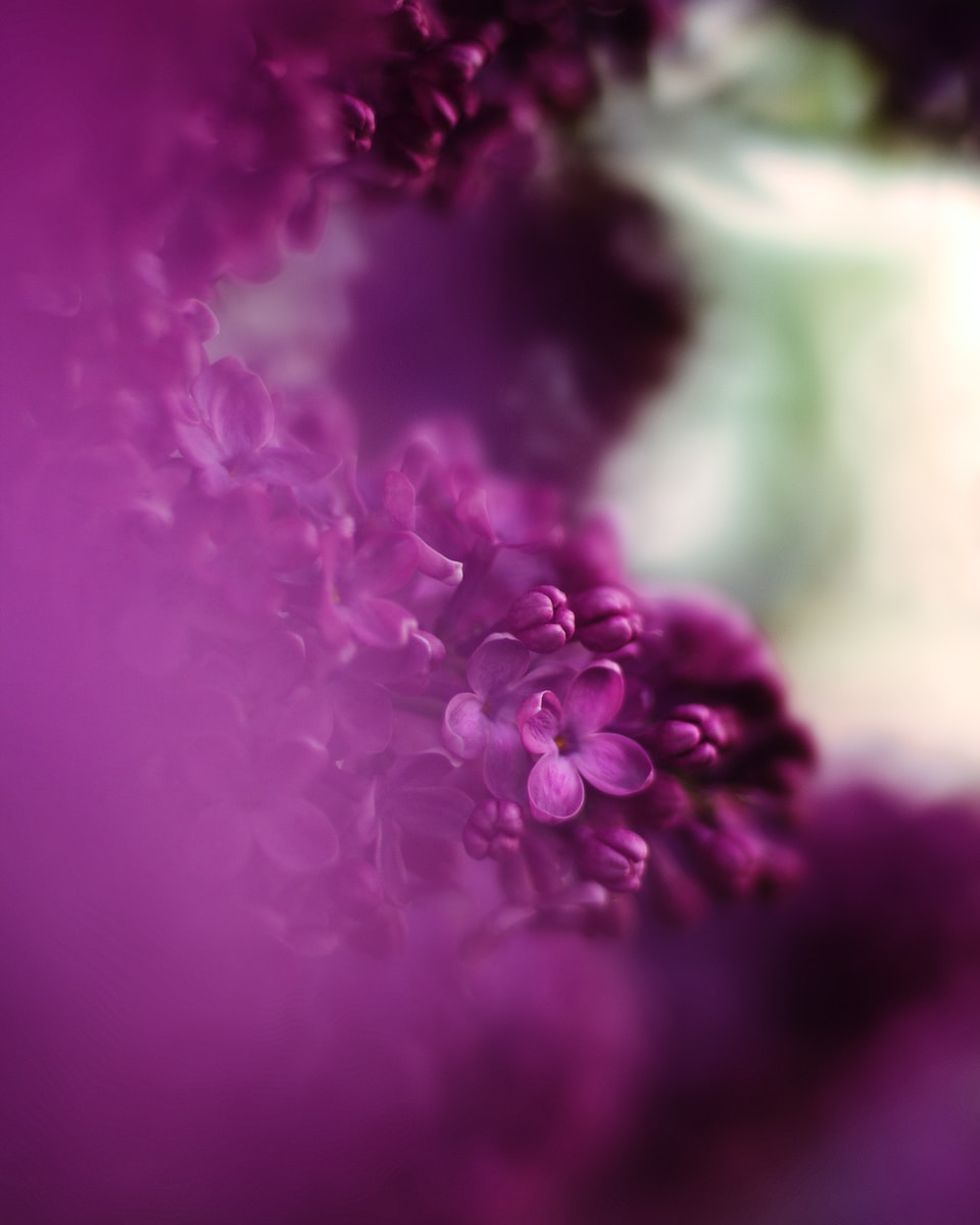 selective focus photography of purple-petaled flowers