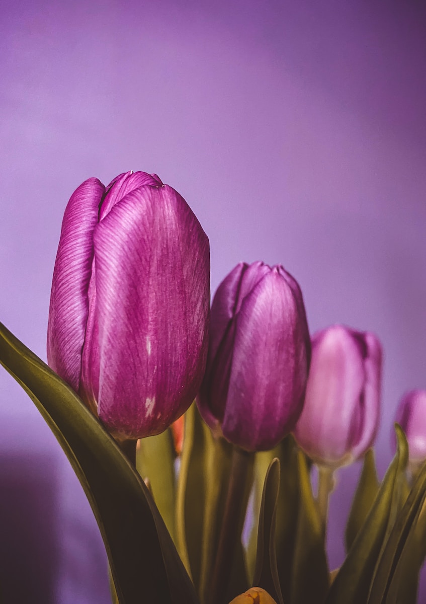 purple tulips in close up photography