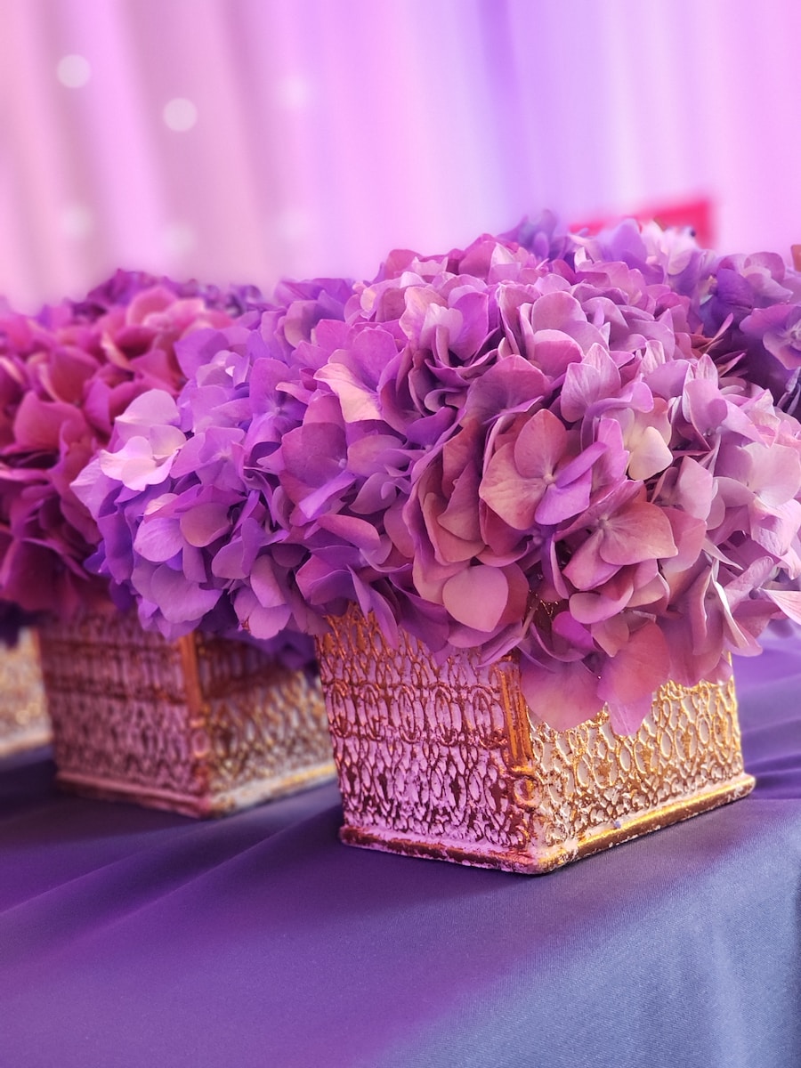 purple hydrangeas in vases