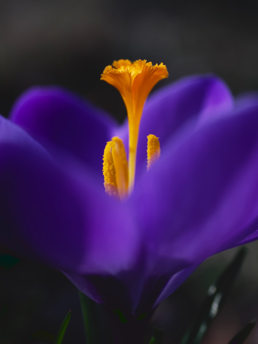 purple crocus in bloom close up photo
