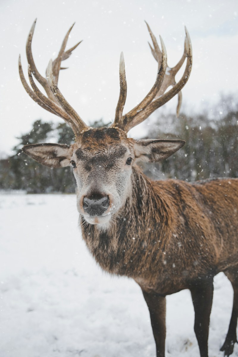 brown deer on snow field