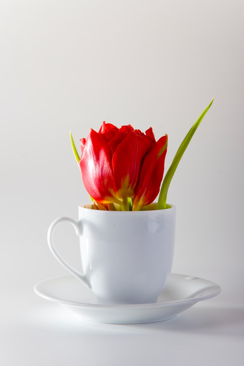red rose on white ceramic teacup