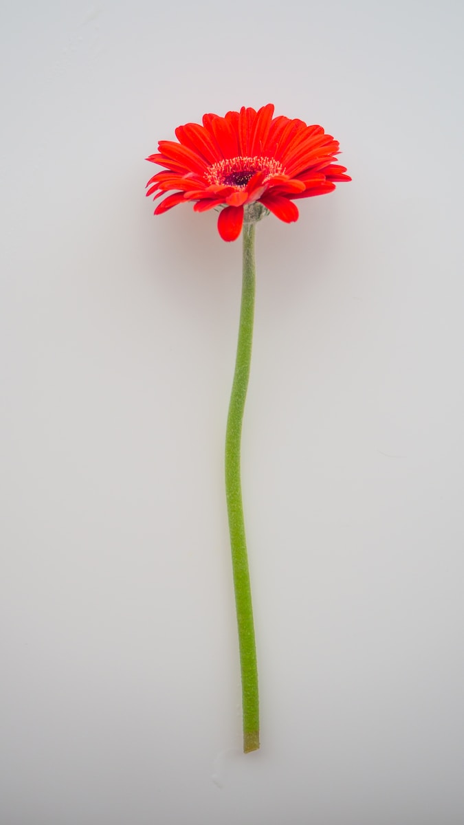 red flower with green stem