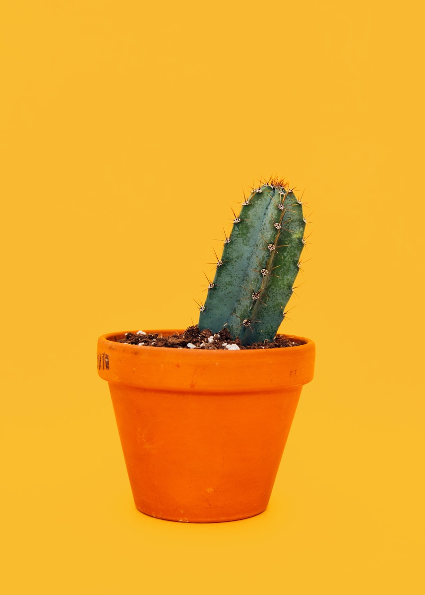 green cactus on orange pot