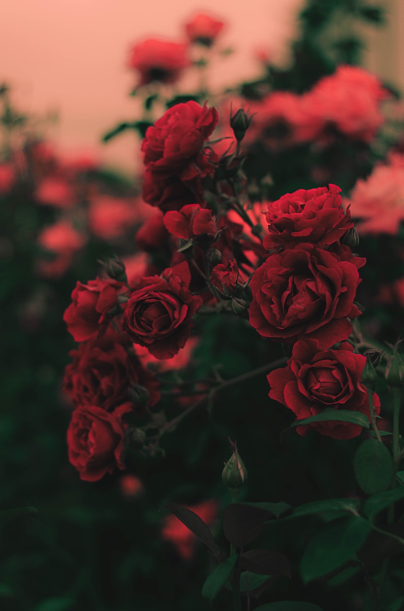 shallow focus photography of red roses