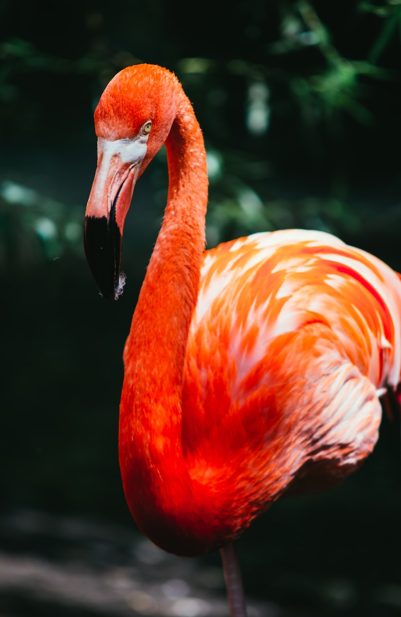 flamingo in macro shot photography