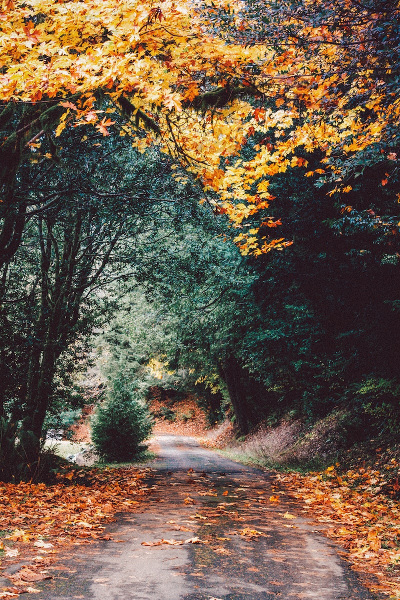 road in the middle of forest