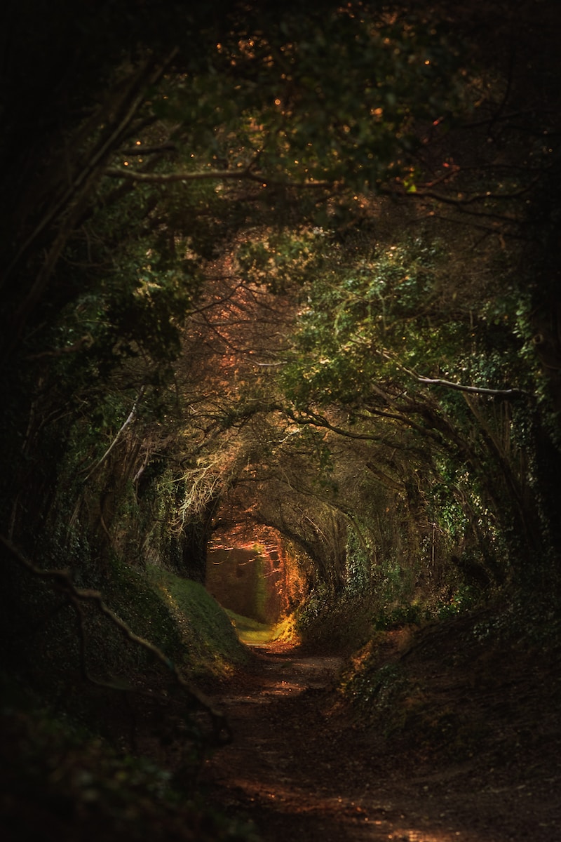 a tunnel of trees in the middle of a forest