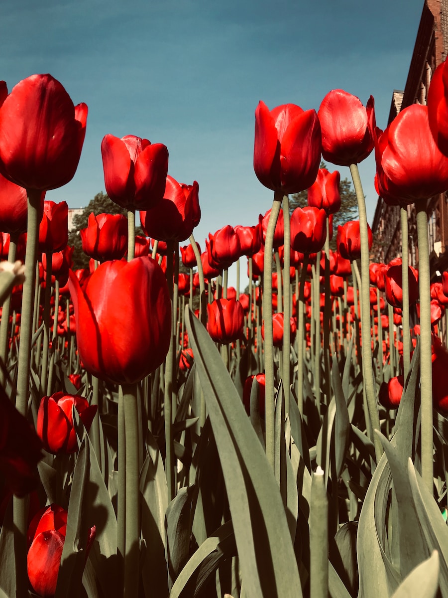 red tulips on brown wooden fence