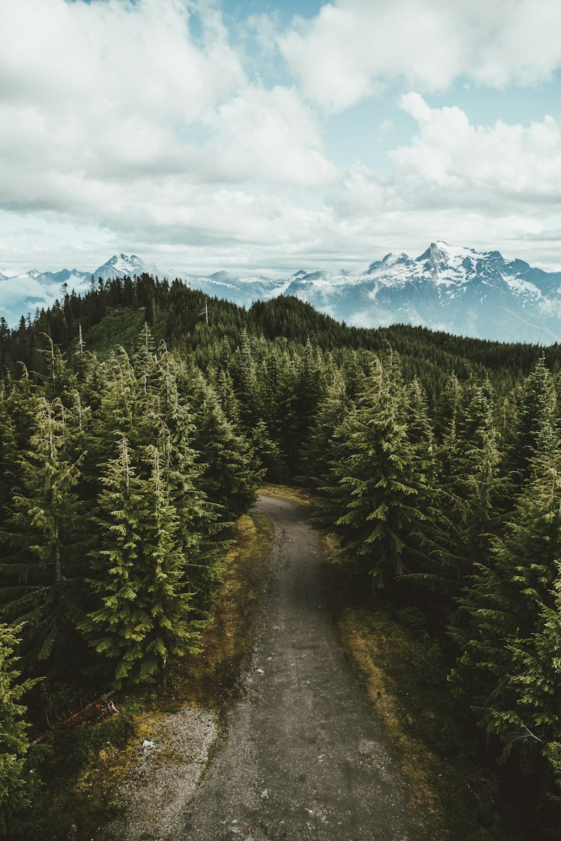 gray asphalt road between green leafed trees under cloudy sky during daytime high-angle photography