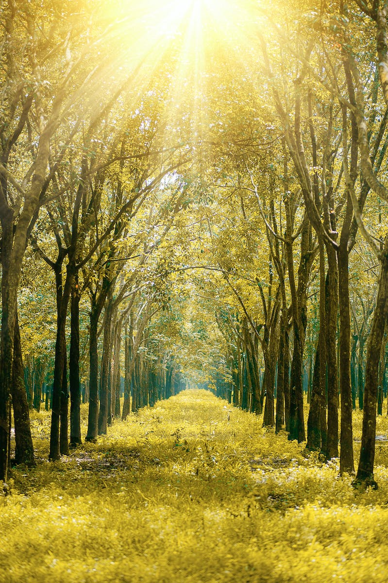 Scenic View of the Forest During Sunrise