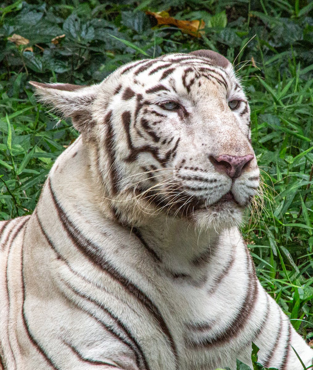 Close-up Photo of a Bengal Tiger