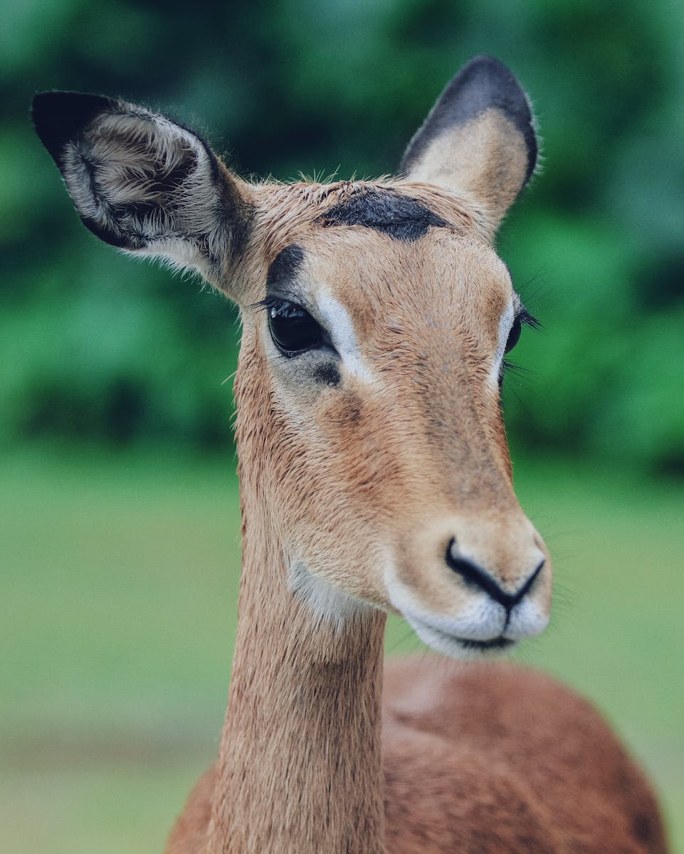 Close up of Deer Head
