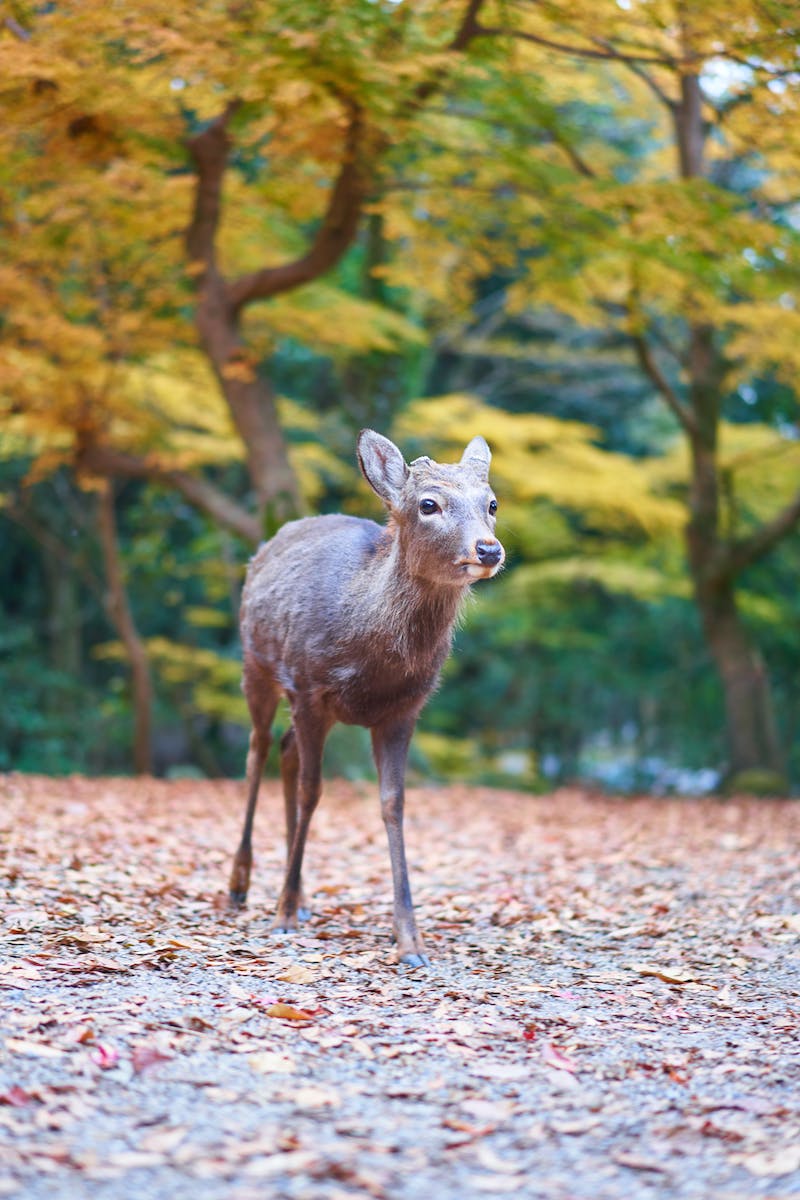 Selective Focus Photography of Brown Deer