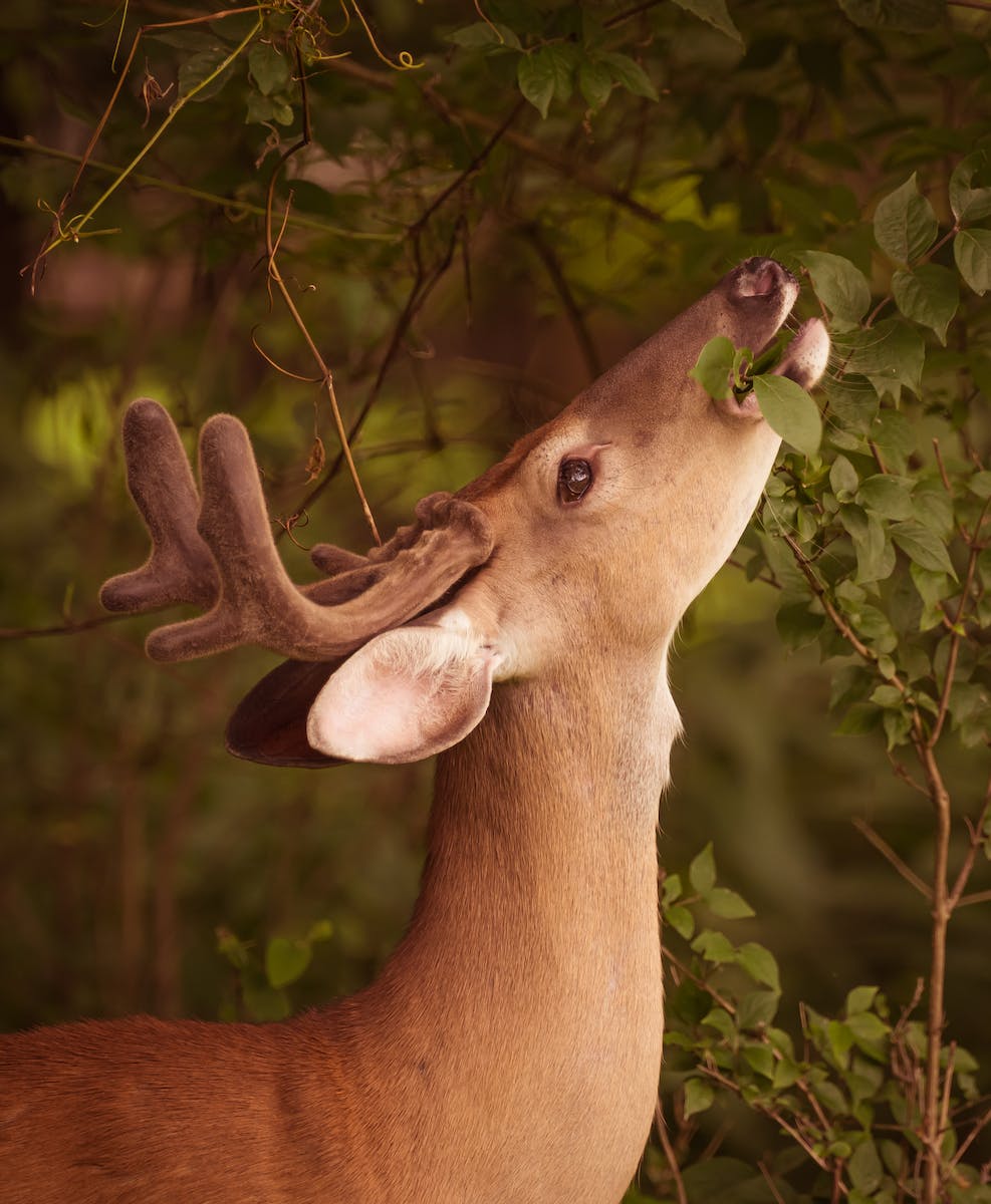 Close up of Deer in Nature