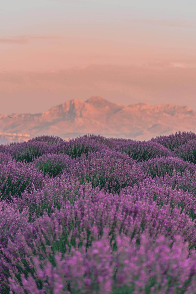 A Lavender Field and Mountains in the Background at Sunset