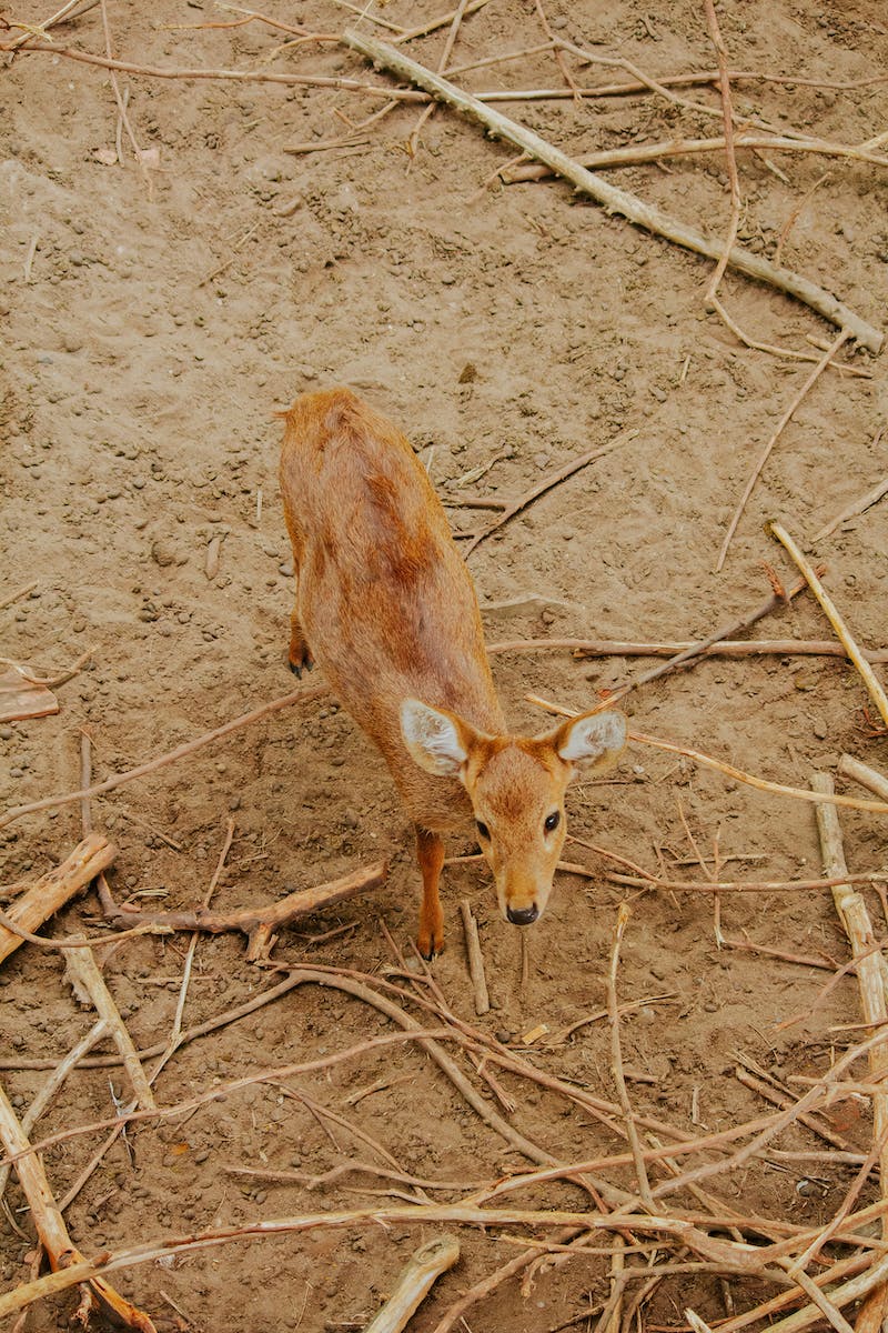 Deer Fawn on Ground