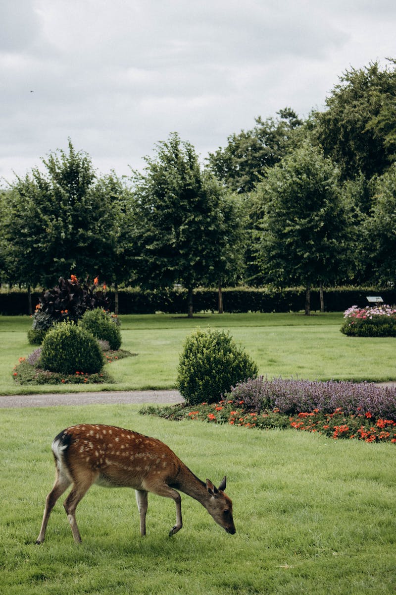 Deer on Grass in Park