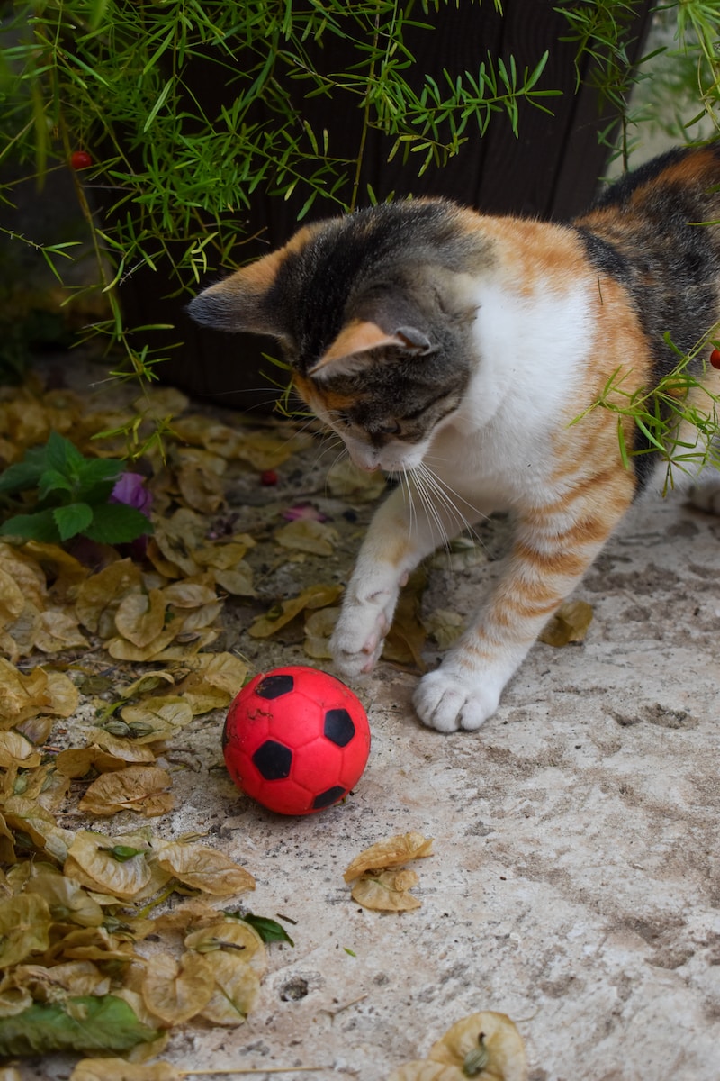 a cat playing with a ball