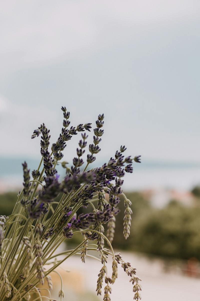 Purple Petaled Flower