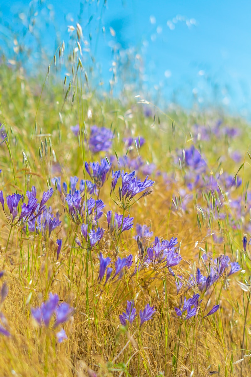 a field full of purple flowers on a sunny day