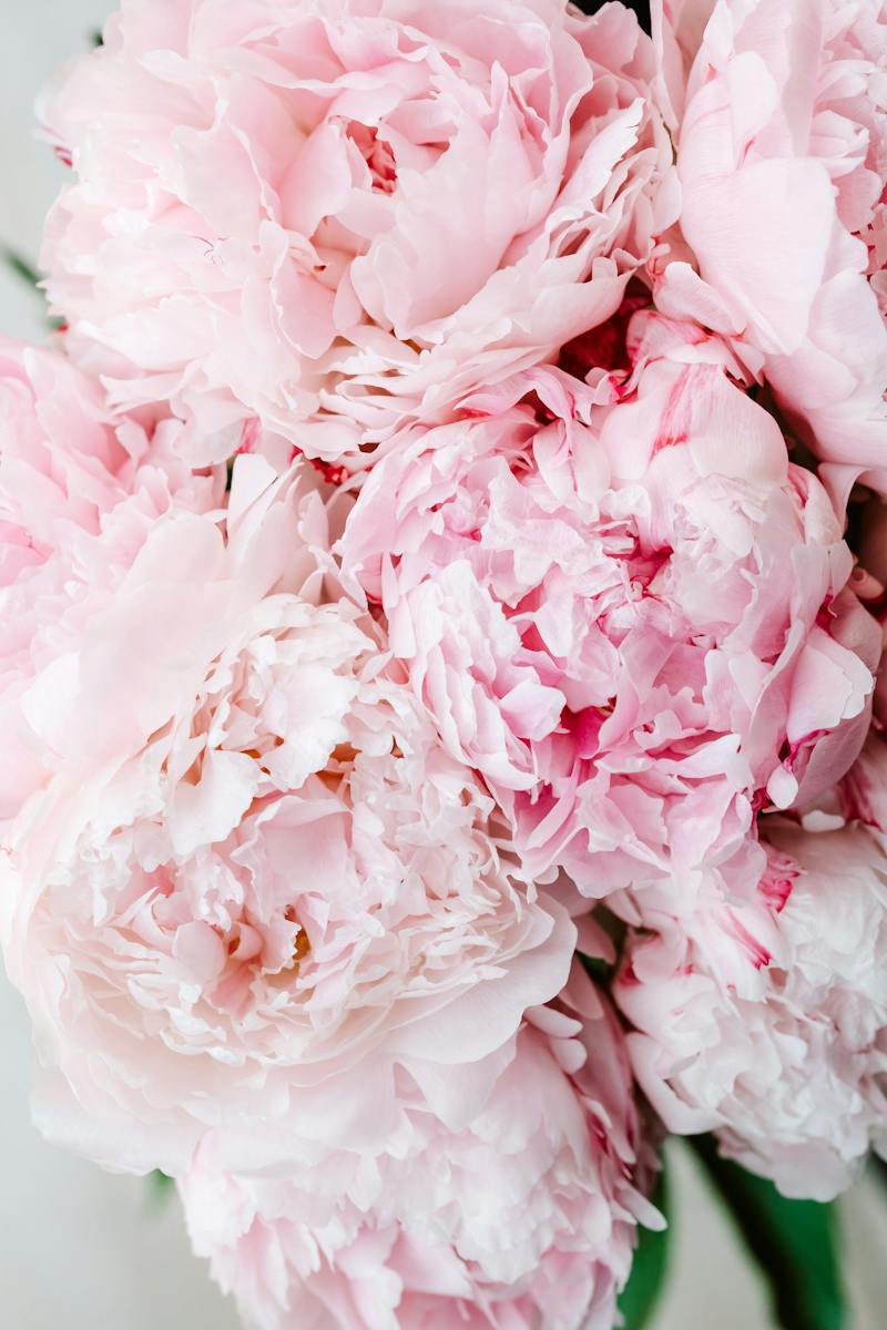 Close Up of Pink Flowers