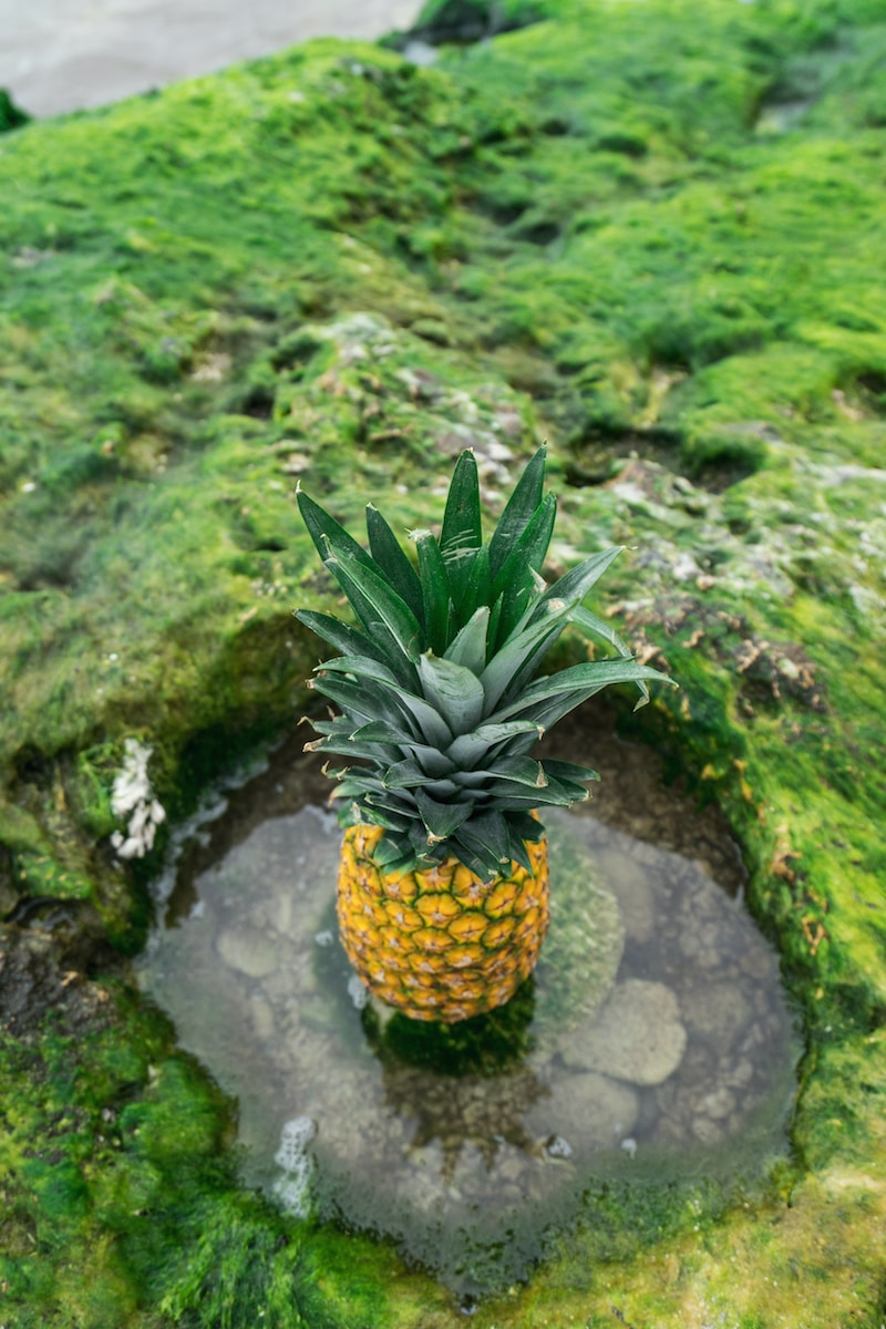 pineapple fruit on pod