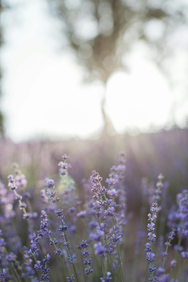 Purple Flowers in Tilt Shift Lens