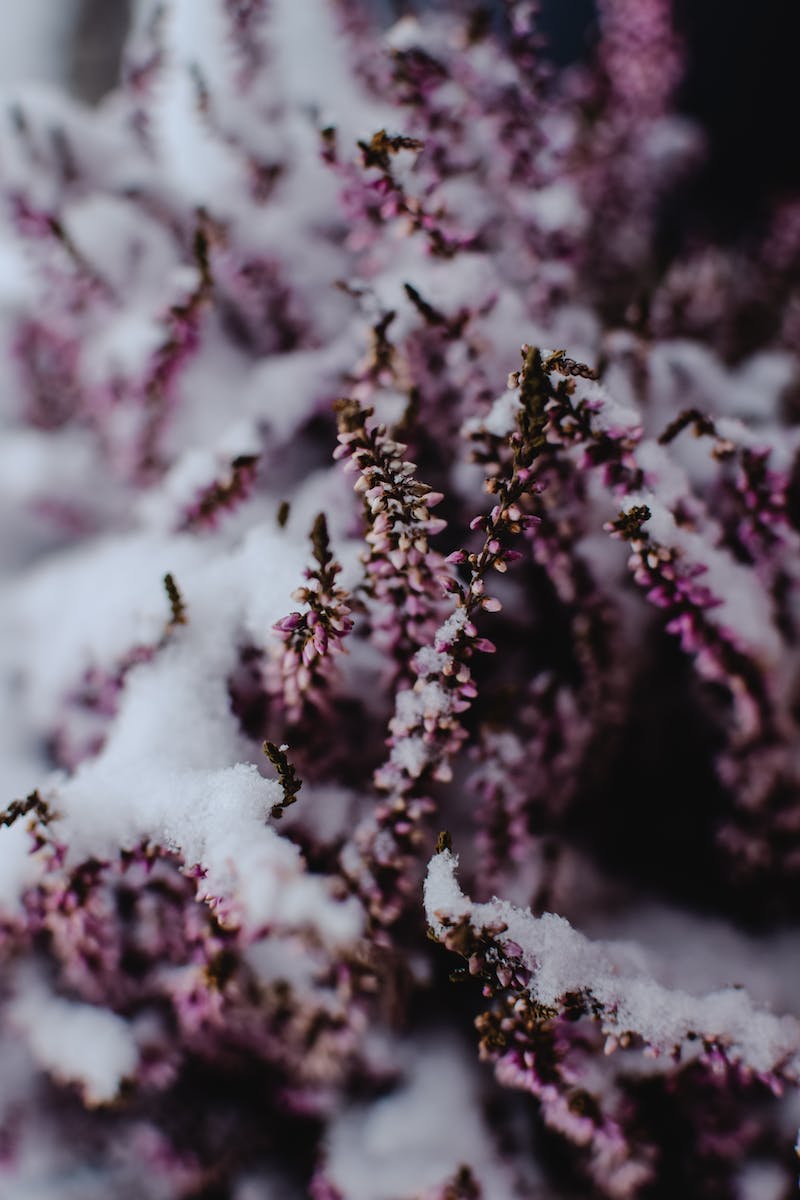Lavender Covered in Snow