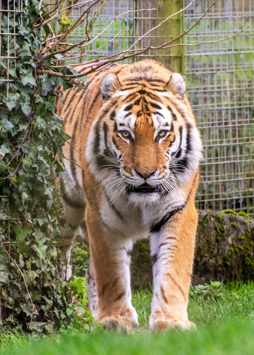 A Tiger Walking on the Grass